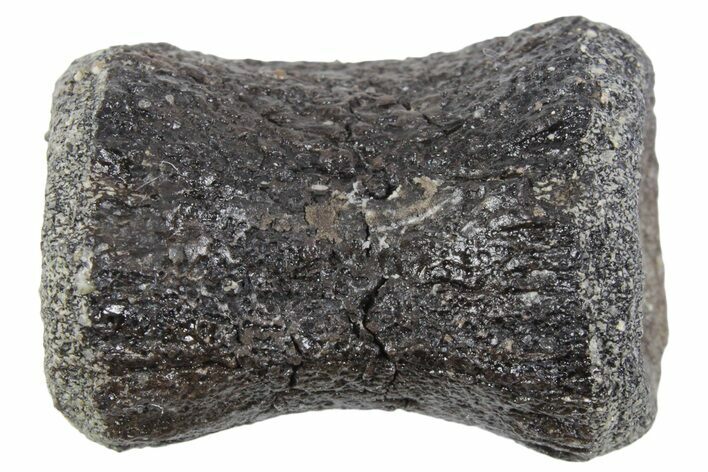 Fossil Dinosaur Caudal Vertebra - Bone Cabin Quarry, Wyoming #357031